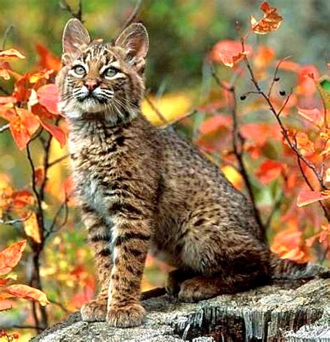 It is listed as endangered on the iucn red list. Andean Mountain / Highland Cat Photos
