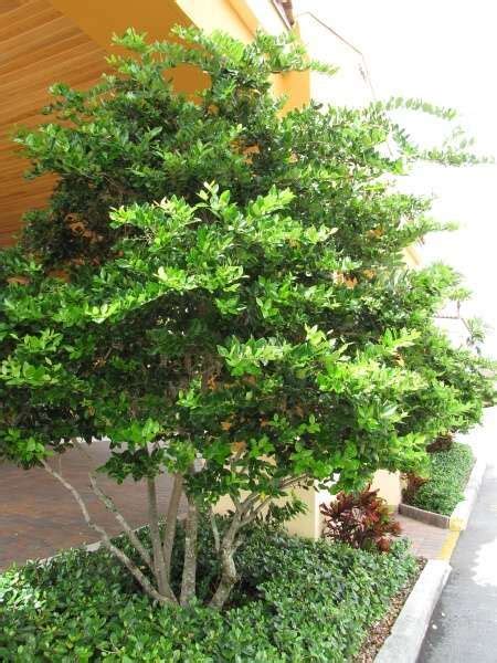 Alle træerne i denne artikel trives i. Ligustrum japonicum Japanese Privet tree form. zones 7b to ...