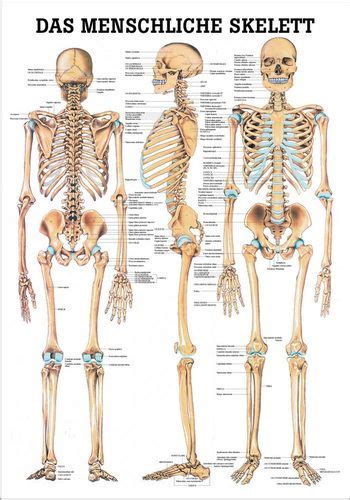 Lymph system des menschen anatomie / lerntext lymphsystem. Das menschliche Skelett, 24 x 34 cm, papier-MIPO03 ...