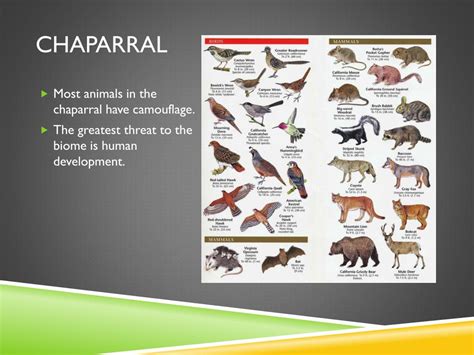 The Chaparral Biome Facts Pictures Indepth Information