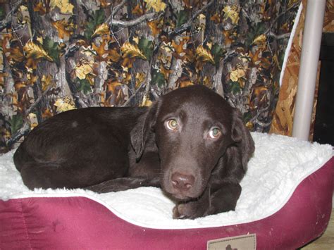 Wormed and vaccinated microchipped 972274200188580. Labrador Retriever Puppies For Sale | Millersburg, OH #254337