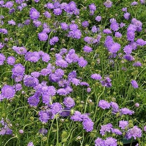 Scabiosa Butterfly Blue Buy Online At Nature Hills Nursery