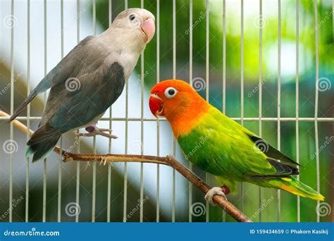 The Ultimate Collection Of Stunning 4k Love Birds Images Over 999