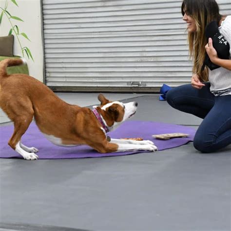 Karen Pryor Academy Clicker Training Dog Trainer Professional Class