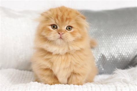 Check spelling or type a new query. Solid Male Persian Kitten For Free Adoption Whatsapp us on ...