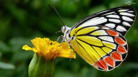 Colorful Butterfly Wallpaper Wallpapersafari