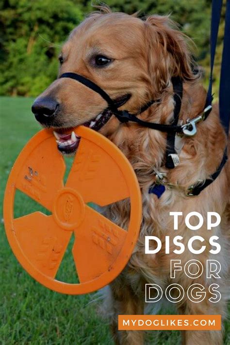 Dogs The Best Frisbees For Dogs According To Charlie