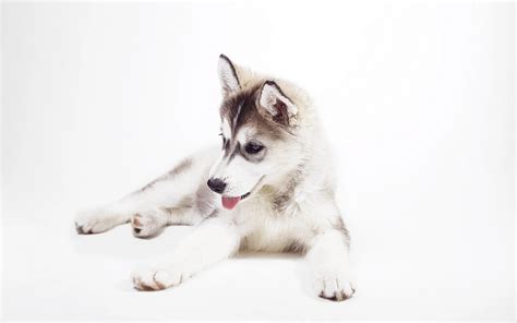 Baby Siberian Husky Wallpaper