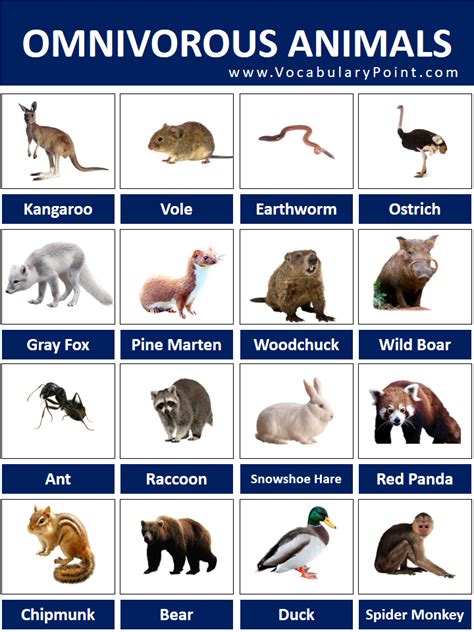 Omnivorous Animals Names List With Pictures Vocabulary Point