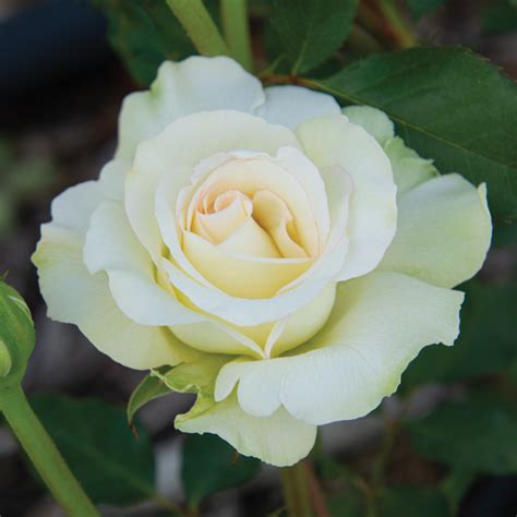 commonwealth glory hybrid tea rose hybrid tea roses edmunds roses