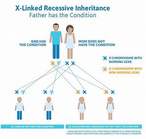 X Linked Recessive Inheritance Inheritance Nursing Study Neonatal
