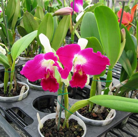 Find & download free graphic resources for orchid flower. Ten of the Most Beautiful Cattleya Orchid Flowers ...