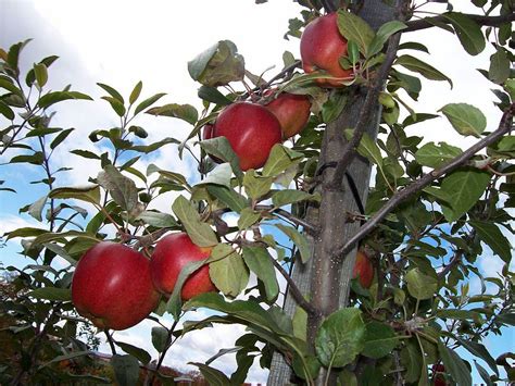 How to plant a bare root tree: The Vermont Gardener: Bare Root Apple Trees