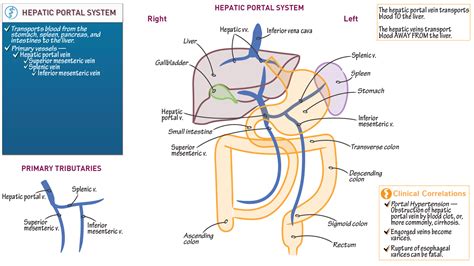 Anatomy Physiology Hepatic Portal System Essentials Ditki Medical Biological Sciences