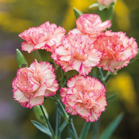 Buy Carnation Multi Colour 5x Quality Seeds For Home Garden Online