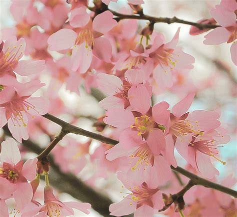 Reverence 8 X 10 Fine Art Photograph Cherry Blossom