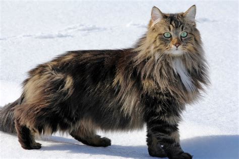 7 Of The Most Beautiful Large Cat Breeds In The World Animal Encyclopedia