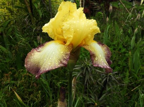 Iris In The Garden Late Spring Garden Late Spring Tolmie Flickr