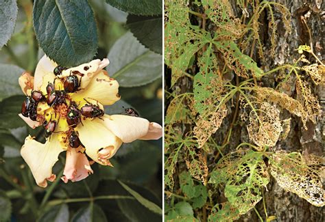 Your Guide To Japanese Beetles Garden Gate