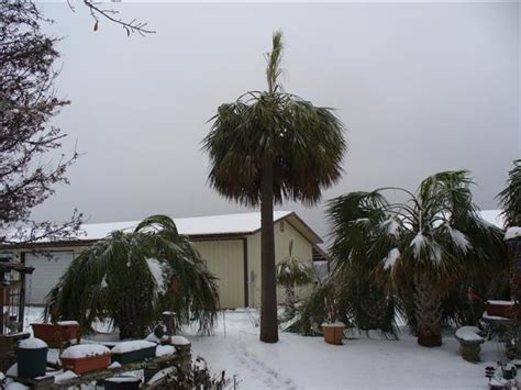 Cold Hardy Palms The Best Palm Tree Species For Cold Weather Palm