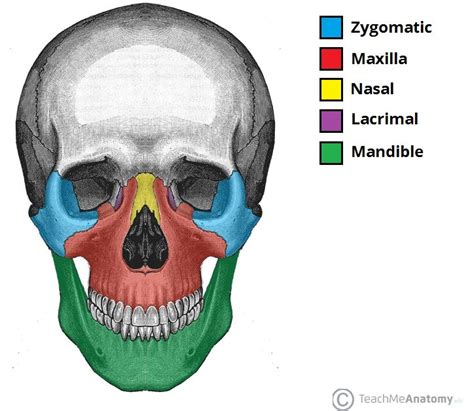 Facial bones : 14 bones , only mandible and vomer are unpaired . All of