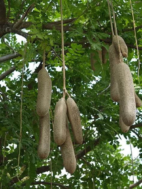 Kigelia Pinnata 8 Seeds African Sausage Tree Kigelia Africana Bonsai