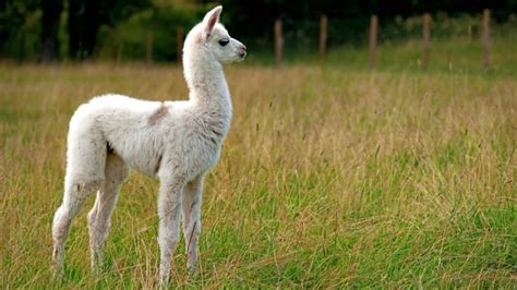 Baby Llama Llama