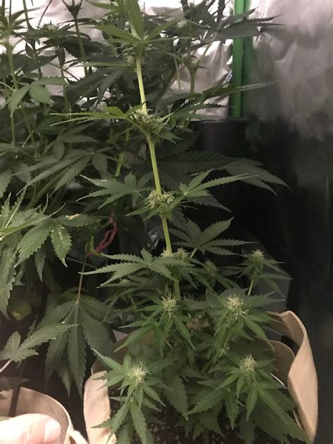A hybrid strain of marijuana bred by the joint doctor that only grows a few inches to 2 feet tall and grows from seed to harvest in 8 weeks under 24 hour light in the case of indoor growers. ILGM Lowryder Autoflower grow journal week7 by WWG1WGA ...