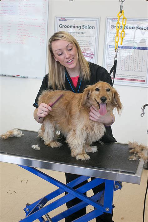 We hope that this grooming guide will help all future and existing dog owners take better care of their furry friends. Best Friends Pet Care SuperCentre
