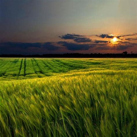 Big Sky Wheat And Grasslands Field Wallpaper Sunset Landscape Sunset