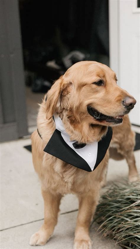 Dog Ring Bearer Golden Retriever Wedding Photos Dog Wedding