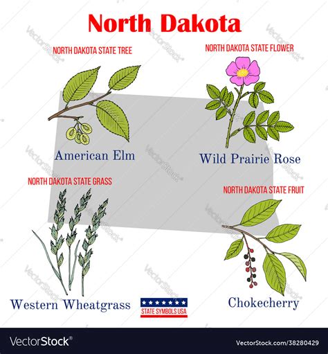 North Dakota Set Usa Official State Symbols Vector Image