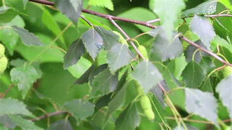 Branch Birch Tree Young Green Leaves Stock Footage Video 100 Royalty