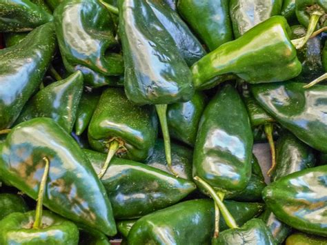 Organic Home Grown Poblano Ancho Chili Capsicum Annuum 50 Seeds Pasilla