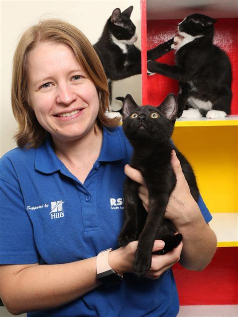 Rspca Cats And Kittens Fill Lonsdale Shelter Following New Desexing Laws Au
