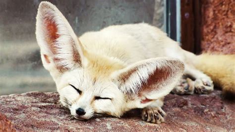 Absurd Creatures The Fennec Fox Is So Cute I Think I Might Literally