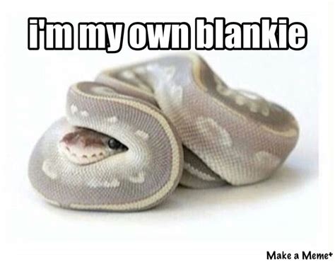 Cute Snake Snake Cute Animal Memes