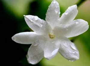 Kalau rasa tak sampai seru lagi nak solat maka kita sedang menunggu giliran untuk ke neraka. Cinta Kita Di Sini ♥: ♥ Kata - kata hikmah : Prof Dr Muhaya