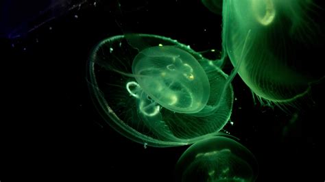 Download Wallpaper 3840x2160 Jellyfish Glow Underwater Green Dark