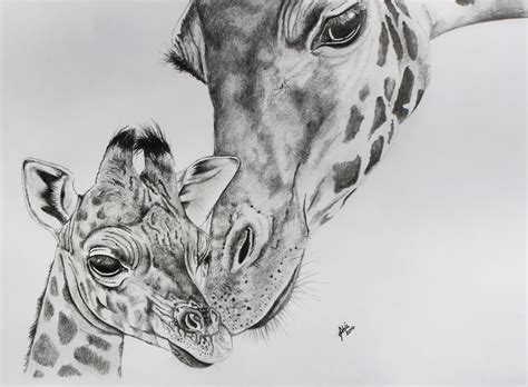 Pencil Drawing For Giraffe