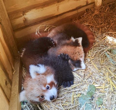 First Red Panda Birth After More Than 10 Years Red Pandazine