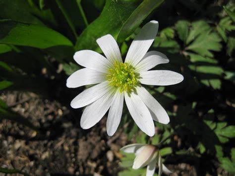 Windflowers Anemone Blanda Rotary Botanical Gardens