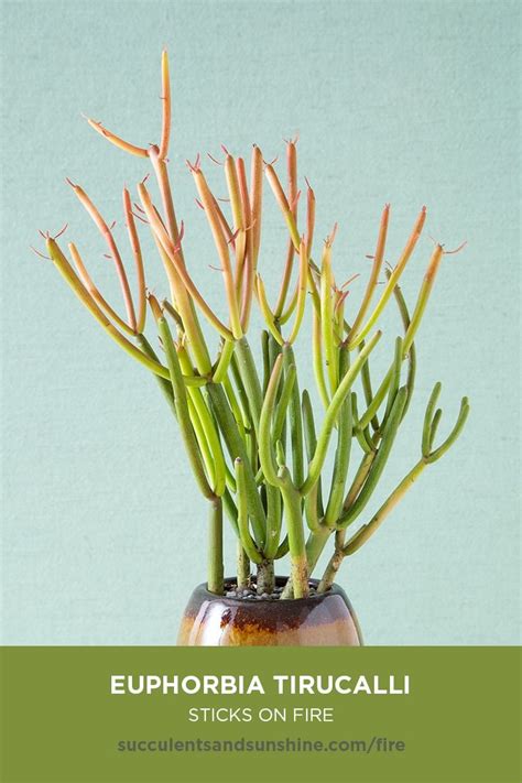 There are many types of succulents. This shrubby succulent grows well in container gardens ...