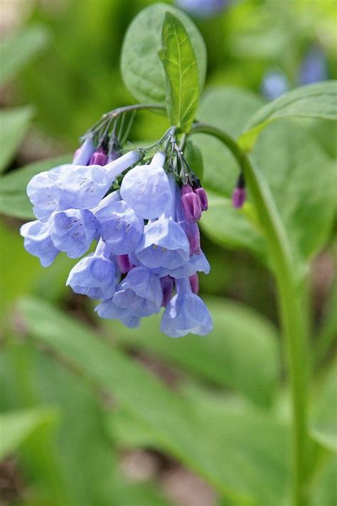 How To Grow Virginia Bluebells Planting Virginia Bluebells In Gardens