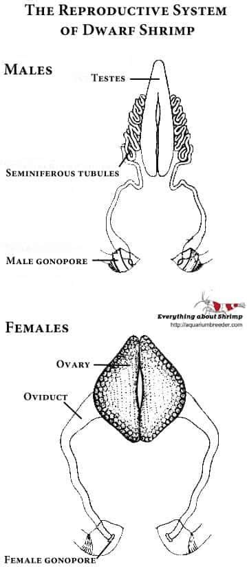 The Reproductive System Of Dwarf Shrimp Reproductive System Nerve Cell Strong Muscles