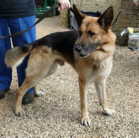 Woody 2 3 Year Old Male German Shepherd Dog Available