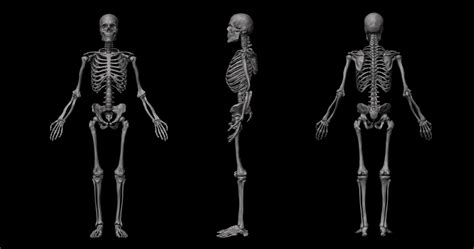 Anatomical Human Skeleton 3d Models In Anatomy 3dexport