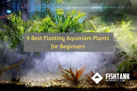 9 Best Floating Aquarium Plants For Beginners