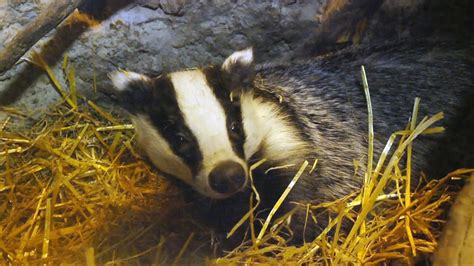 Then maybe, you should know which ones are the beneficial insects and how to attract them to your garden. The Wildlife Garden Project | How to help badgers in your ...