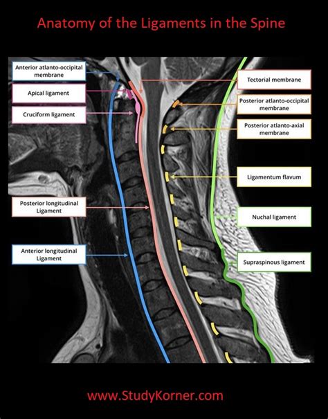 Along it are easily palpable spinous processes by palpation of the cervical vii and all lying. Spinal Anatomy: Ligaments, Tendons and Muscles - NCLEX Quiz
